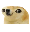 doge_piesel