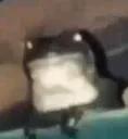 frogjudge frogjudge