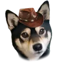 caudoge