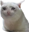SadCat SadCat