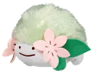 shayman shayman
