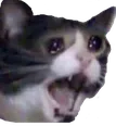 sadcat sadcat