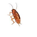 SPEEDROACH