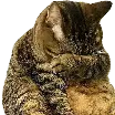SCstopcallingmefat