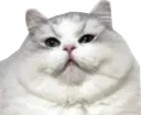 SCfatty