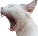 Cat Scream catscream Discord Emoji