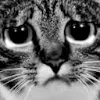 sadcat sadcat