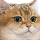 deepcat
