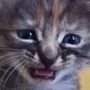 sad_cat17