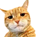 starecat2