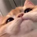 elSacat
