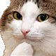 hmmcat