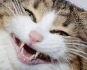 :CAT_smilee: Discord Emote