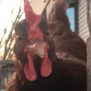 chicken