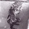 ratshower
