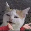 whatcat
