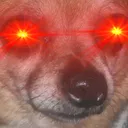 wokeo