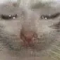 SadCatZzz