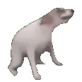 0085animal_dogdance
