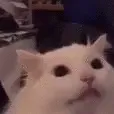 0093animal_catcool