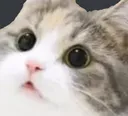wutcat1