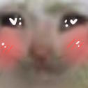 blushyhappycat