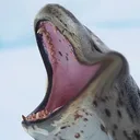 HAH
