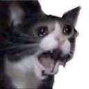 WAAAAAAAH