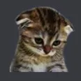 catsadness catsadness