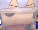 baka