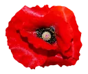 poppy