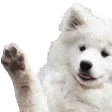 doggowave