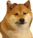 whylivedoge