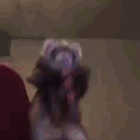 ferretdancefast Discord emoji
