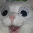 KittyAwe KittyAwe
