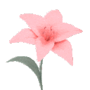 OpFlower
