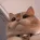 catemusic