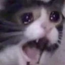screamingcat