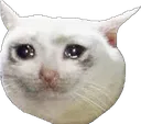 cat4