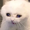 sadkatto