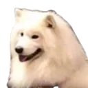 shoob shoob