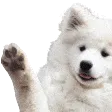 waveboye