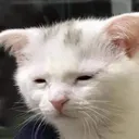 exausted_cat
