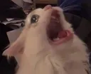 NOO
