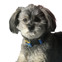 dylandoggo Discord emoji