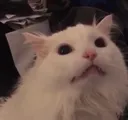 cate