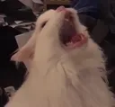 caaaaaaaaaaaaaaaaaaate