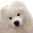 DoggoUwu2
