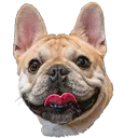 archiehappy Discord Emoji