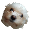 otkfurryball Discord emoji